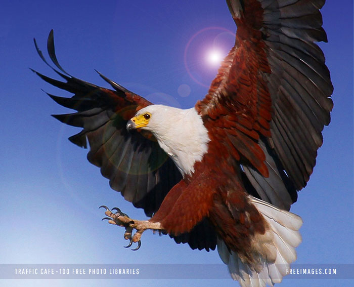 Free Images - Eagle